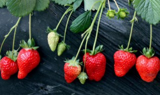 草莓树的花语是什么（草莓的花语是什么?）