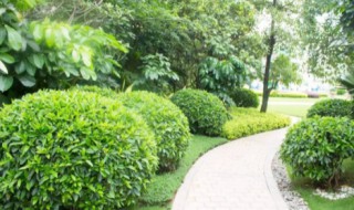 乔木和灌木的区别是什么（乔木跟灌木的区别是什么）