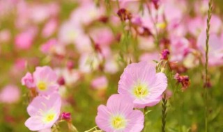 红樱草的生日花语是什么（红色樱草花的花语）