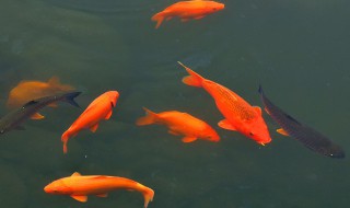 孕妇梦见鱼预示着什么 孕妇梦见鱼是什么