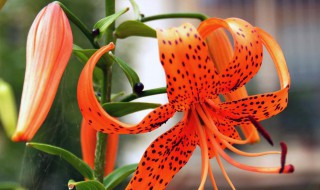 虎皮百合花语是什么（虎皮百合花语是什么寓意）