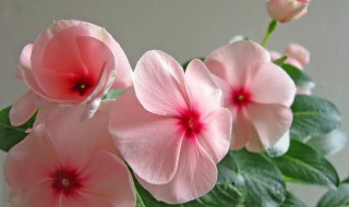 长春花的花语是什么意思 长春花的含义