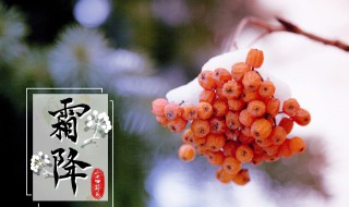 24节气霜降应该吃什么（霜降节气吃啥）