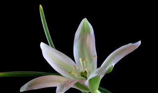 伯利恒之星的花语及含义是什么（伯利恒之星俗名）