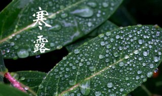 寒露有什么吉祥寓意以及含义是什么（寒露的象征）