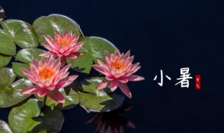 农民在小暑大暑做什么（农民在小暑大暑做什么生意好）