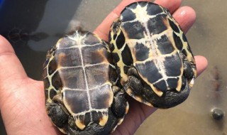 巴西龟为什么不能放生 巴西龟为什么不能放生在水里