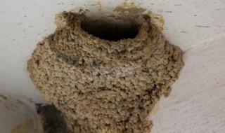 燕子窝为什么不能捅 燕子搭窝必出贵人