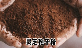 什么样的人不能吃灵芝孢子粉