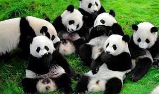 成都大熊猫繁育研究基地介绍 成都大熊猫繁育研究基地介绍词