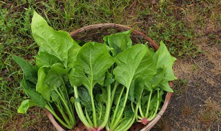 为什么减肥不可以吃菠菜 十天吃水煮菜瘦30斤