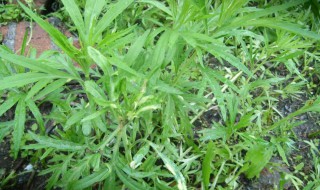 什么人不能吃柳蒿芽（什么人不能吃柳蒿芽呢）