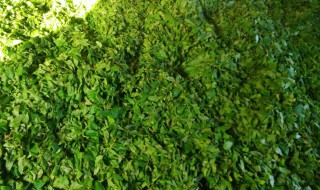 什么人不能喝青钱柳茶（青钱柳茶的四大禁忌）