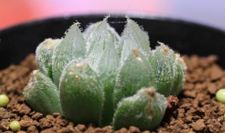 玉露多肉植物怎么养（玉露多肉的养殖方法和注意事项）