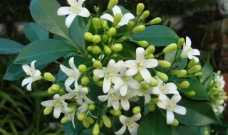 九里香怎么养才能开花 九里香什么时候开花?
