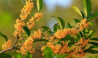桂花树怎么修剪才好看 桂花树怎么修剪才好看视频