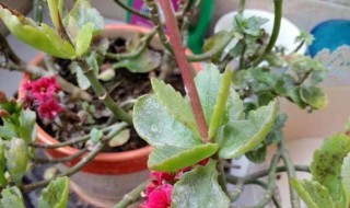 长寿花白粉病怎么办（长寿花白粉病怎么处理）