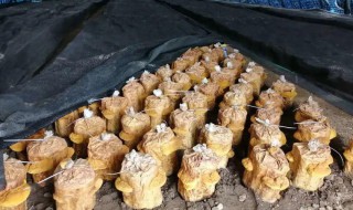 在家怎么种桑黄 在家怎么种桑黄花