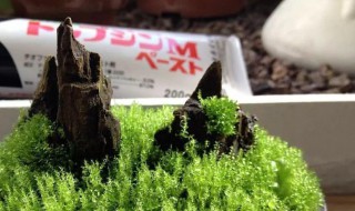 青苔怎么养才茂盛（青苔怎么养花）