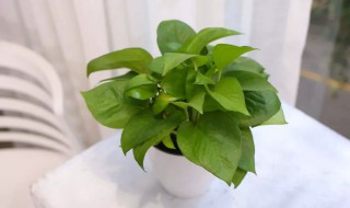 绿箩怎么养护长得才茂盛（绿箩怎么养长得好）