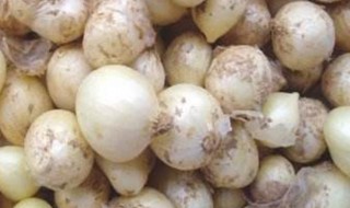 苦蕌不能和什么同食