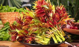 香椿芽怎样保存最新鲜（香椿芽怎样保存最新鲜不烂）