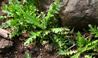 夏菇草哪些人不能喝 夏枯草和蒲公英哪个散结好