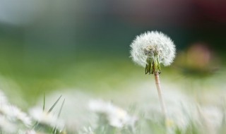 蒲公英花能吃吗（蒲公英花能吃吗怎么吃）