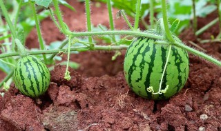 西瓜怎么种植的方法 西瓜怎么种植方法简单