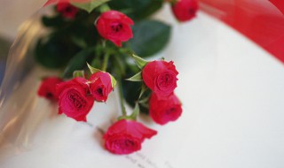 玫瑰花老桩要怎么种 玫瑰花苗老桩好还是小苗好