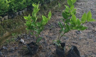 小树苗怎么种植（小树苗怎么种植视频）
