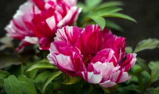 牡丹什么时间开花怎么开花 牡丹花在几点开放?
