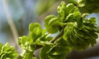 春天有哪些野菜可以吃 春天可以吃什么野菜