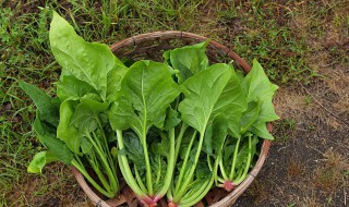 猪肝和菠菜的禁忌（猪肝和菠菜能不能吃）