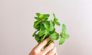 薄荷的功效与作用及禁忌（薄荷的功效与作用及禁忌的功效与作用）