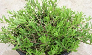 垂盆草泡水的功效作用是什么（垂盆草泡茶喝有什么功效）