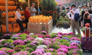 迎春花功效和药用价值及禁忌（迎春花的药效）