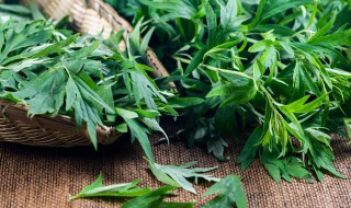 艾草泡脚的好处及禁忌艾叶药用功效（艾草泡脚的功效与禁忌）