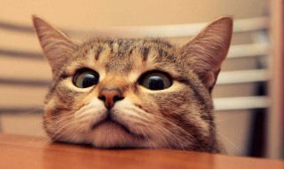 梦到被猫咬是什么意思 晚上梦到被猫咬是什么意思