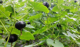板栗南瓜怎么种植方法（板栗南瓜种植方法和时间）