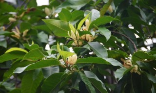 白兰树的种植方法 白兰树种植方法和注意事项