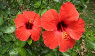 芙桑花怎么养殖方法（芙桑花,能在家养吗?）