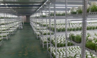 白芨培养基的制作方法（白芨培养基的制作方法和配方）