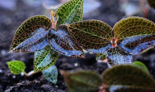 金线莲种植方法 金线莲种植方法技巧