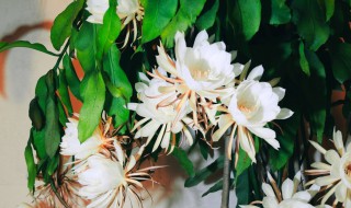 昙花的养殖方法和注意事项（昙花的养殖方法和注意事项昙花怎么养殖）