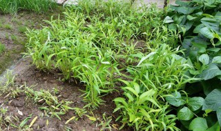 白莱种植方法（怎样种白莱才不丿烂）