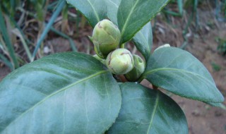 茶花掉叶子的补救方法 茶花掉叶子的补救方法视频