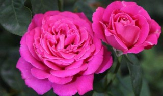 哪些花四季可种 哪些花可以四季开花