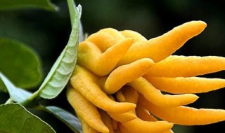 佛手花养殖方法 佛手花养殖方法和技术