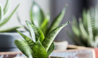 矮脚虎尾兰养殖方法（矮脚虎尾兰养殖方法视频）